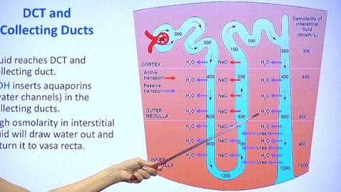 Thumbnail for Renal Physiology Tubular Reabsorption