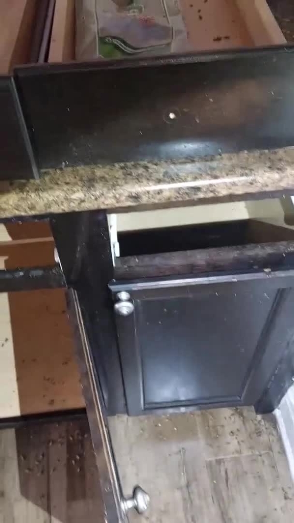 Ultimate Pest Solutions Toronto