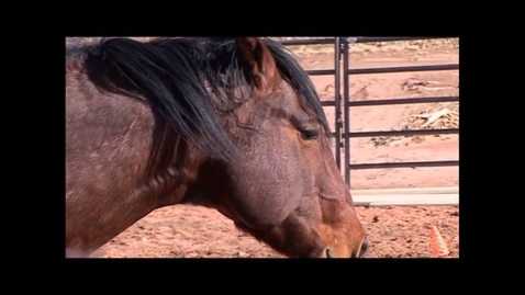 Thumbnail for EAGALA in Practice Video Part 2