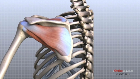 Thumbnail for Shoulder Anatomy Animated Tutorial