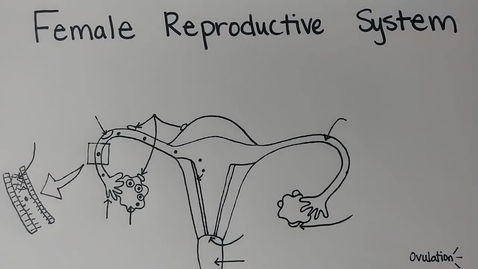 Thumbnail for entry Female Reproductive System