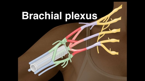 Thumbnail for entry Brachial plexus
