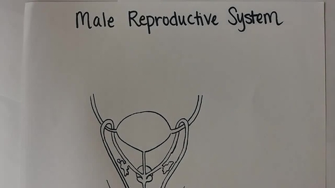 Thumbnail for entry Male Reproductive System
