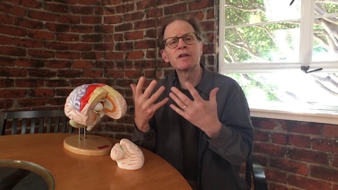 Thumbnail for entry Dr. Dan Siegel's Hand Model of the Brain