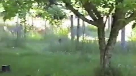 Thumbnail for Territorial Kitty Faces Deer