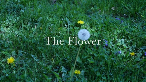 Thumbnail for The Flower