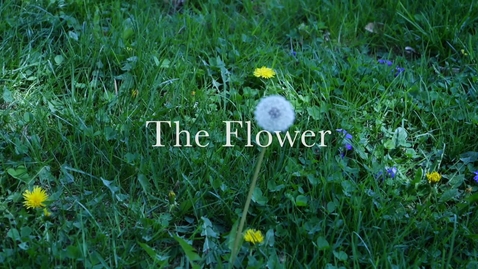 Thumbnail for entry The Flower