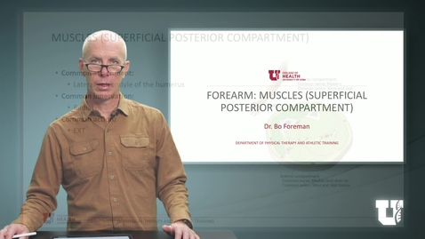 Thumbnail for PH TH 6040: M7.5.C. Forearm: Muscles (Superficial Posterior Compartment)