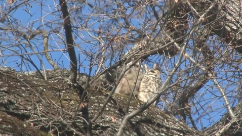 Thumbnail for Chico State Campus Great Horned Owls