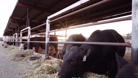 Thumbnail for Chico Statements - Haydn Clement