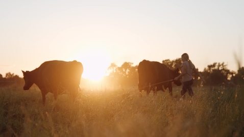 Thumbnail for Animal Science Recruiting Video 2022