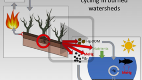 Thumbnail for Wildfire, Mining, Mercury, and Fish:  How climate change and historical resource extraction may put neurotoxins on your dinner plate