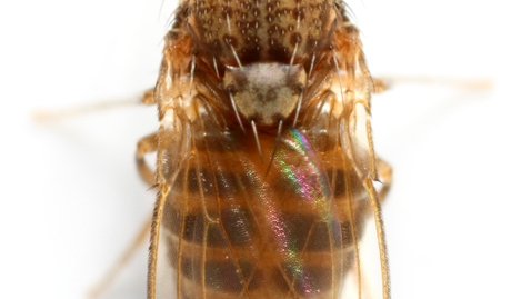 Thumbnail for What Humans Can Learn From Diabetic Flies