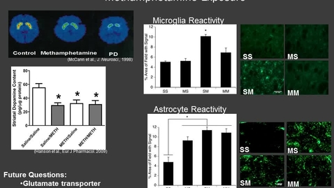 Thumbnail for entry Microglia and Astrocyte Reactivity in Repeated Methamphetamine Exposure
