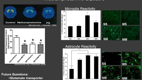 Thumbnail for Microglia and Astrocyte Reactivity in Repeated Methamphetamine Exposure