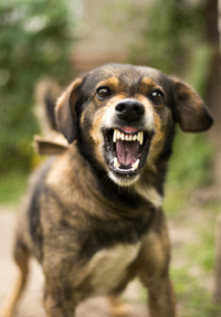dog bite treatment for humans