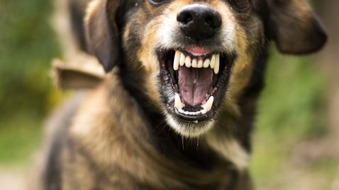 Thumbnail for How to Treat a Dog Bite