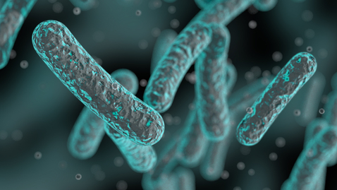 Thumbnail for The Link Between Gut Bacteria and Common Diseases