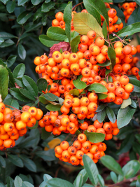poisonous berry