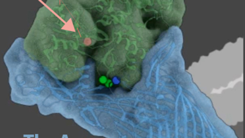 Thumbnail for entry DNA Documents 40 Million-Year Battle For Survival Between Primate and Pathogen