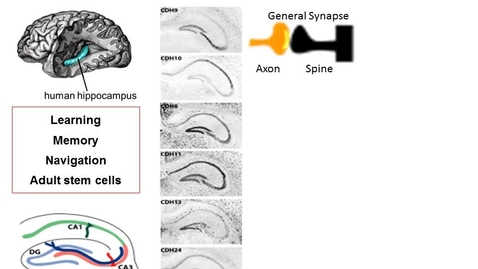Thumbnail for Cadherins in Circuit Formation