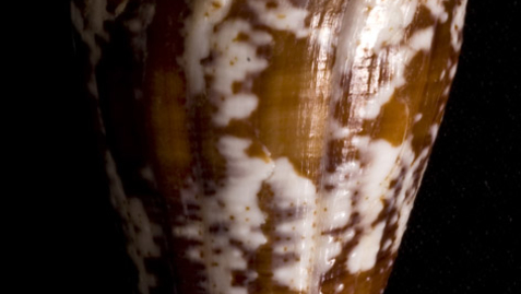 Thumbnail for Snail Venom as An Alternative to Opioid Pain Killers