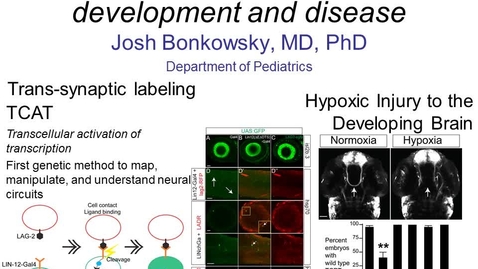 Thumbnail for entry Studying Brain Connectivity Development and Disease