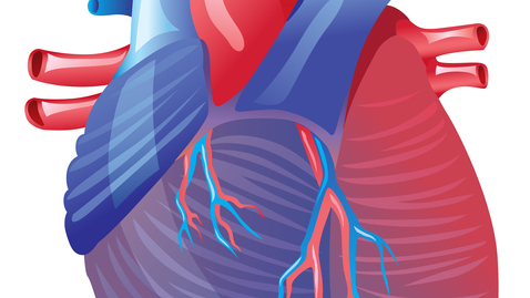 Thumbnail for entry Transcatheter Aortic Valve Replacement—Is It Right For Me?