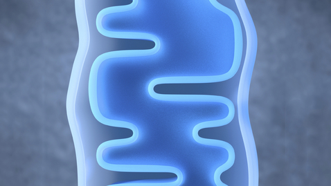 Thumbnail for Controlling Aging At A Microscopic Scale? A New Quality Control Pathway For Mitochondria