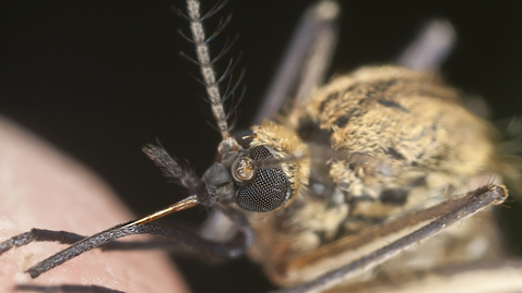 Thumbnail for Fighting Malaria With Light