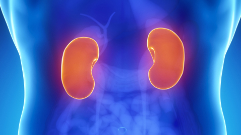 Thumbnail for You’ve Just Been Diagnosed with Kidney Failure—Now What?