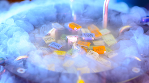 Thumbnail for Breakthroughs in Embryos Freezing