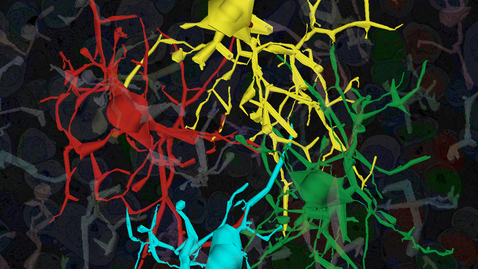 Thumbnail for The Connectome: A Road Map to Brain Circuitry