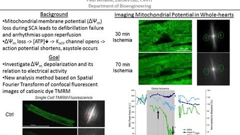 Thumbnail for entry Mitochondrial Membrane Potential Dynamics in a Whole-Heart Model of Sudden Cardiac Arrest