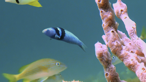 Thumbnail for Searching Ocean Life for New Medicines