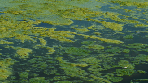 Thumbnail for Why You Should Call Poison Control if You’ve Been Exposed to Algae Bloom Water
