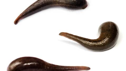 Thumbnail for Mechanical Leeches Replace Real Ones in Modern Medicine