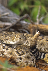 can rattlesnakes kill you