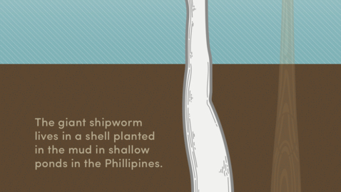 Thumbnail for Scientists Find Elusive Giant Sulfur-eating, Shelled “Worm”