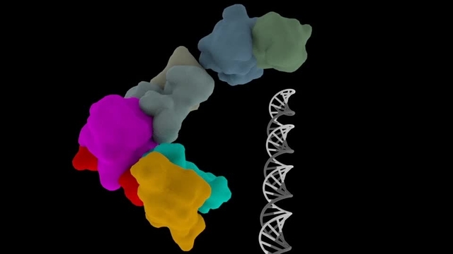 Video thumbnail for Recognition and cleavage of 3’ overhanging (3’ovr) dsRNA by dmDcr-2