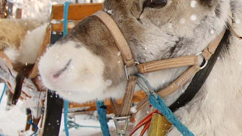 Thumbnail for Santa's Reindeers Are Probably Female