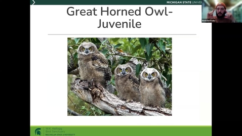 Thumbnail for Birds and Coffee - Owls 