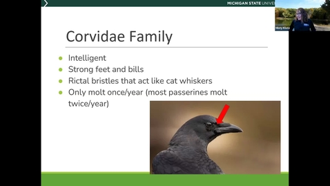 Thumbnail for Birds and Coffee Chat - Corvids