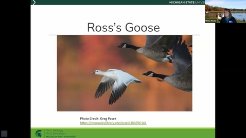 Thumbnail for Birds and Coffee: Swans &amp; Geese