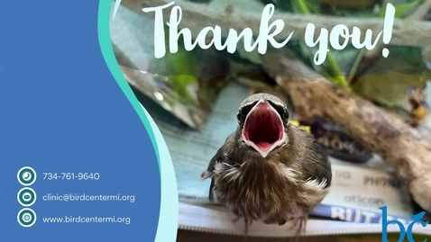 Thumbnail for Birds and Coffee: Saving Song Birds