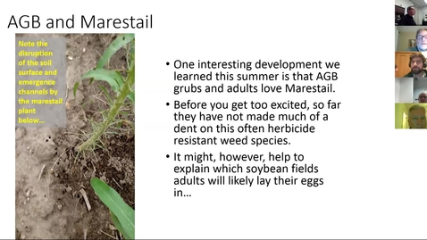 Thumbnail for Virtual Breakfast 4/12/18: Asiatic Garden Beetle and Marestail