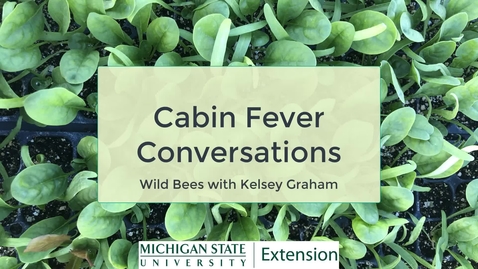 Thumbnail for Cabin Fever Conversations - Wild Bees with Kelsey Graham