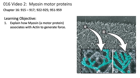 Thumbnail for 016 Video 2 Actin and Myosin