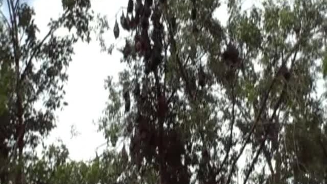 Thumbnail for HM 864 Bats-in-MPG