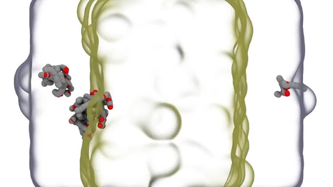 Thumbnail for Sorgoleone Inserting inside Sorghum Membrane